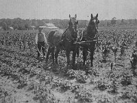 Jamieson Family History Photos - 1890-1899