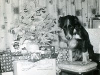 1957122010 Wallace Jamieson Home - Old Jamiesopn Homestead - Moline IL
