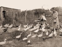 1909081003  Nellie Reed McLaughlin - East Galesburg  IL