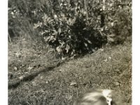 1945101003 Betty McLaughlin -  Moline IL