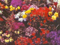 1970041005 Vandeveer Park - Davenport IA