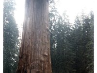 1983061006 Lorraine McLaughlin - Sequoia Nat Pk CA